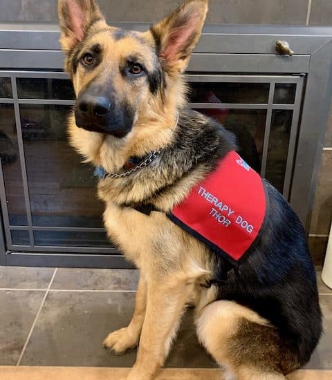 Thor the therapy dog delights, reassures Wayne students » New Jersey  Education Association