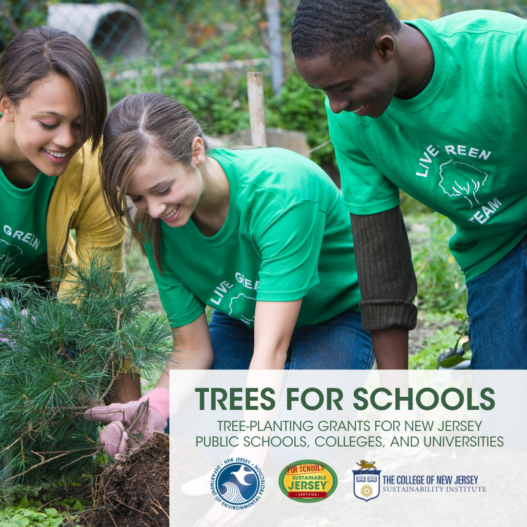 Read more about the article Apply for a Tree-Planting Grant