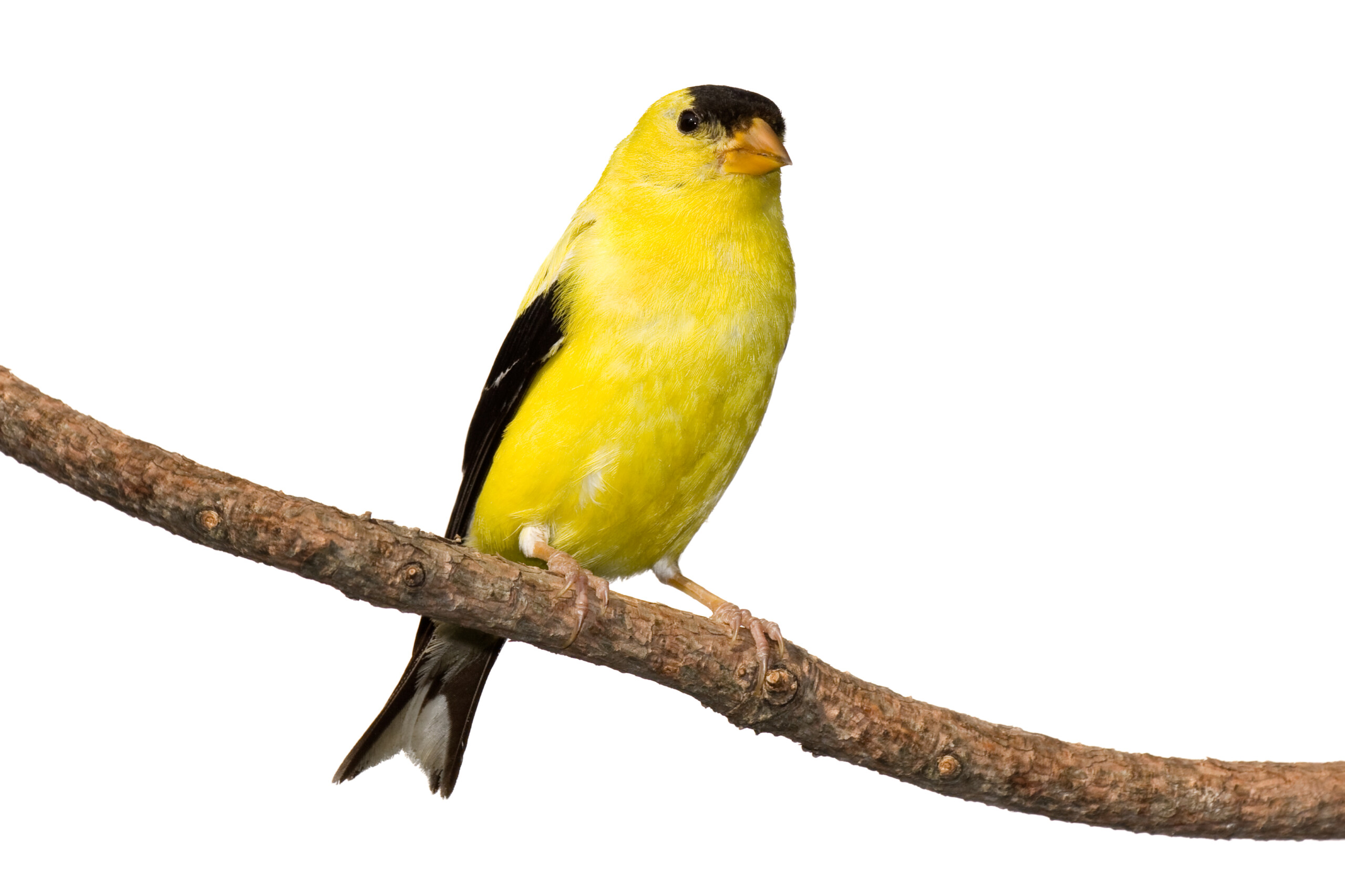 Read more about the article From feathers to forests
