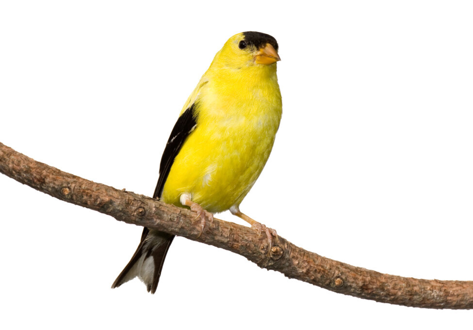 american goldfinch