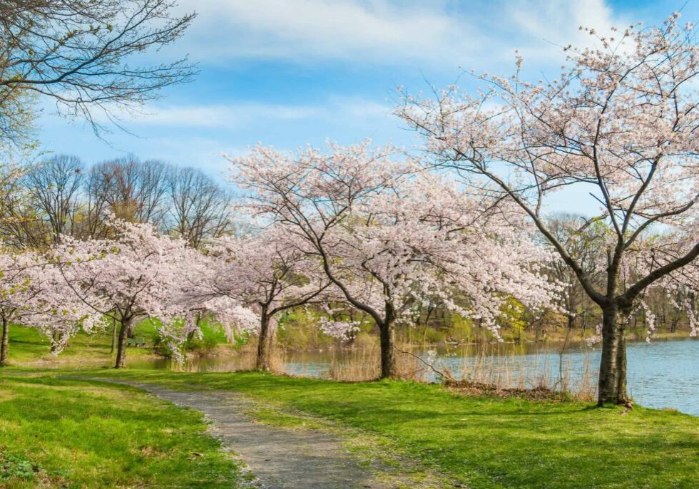 Cherry Blossoms, Park, spring