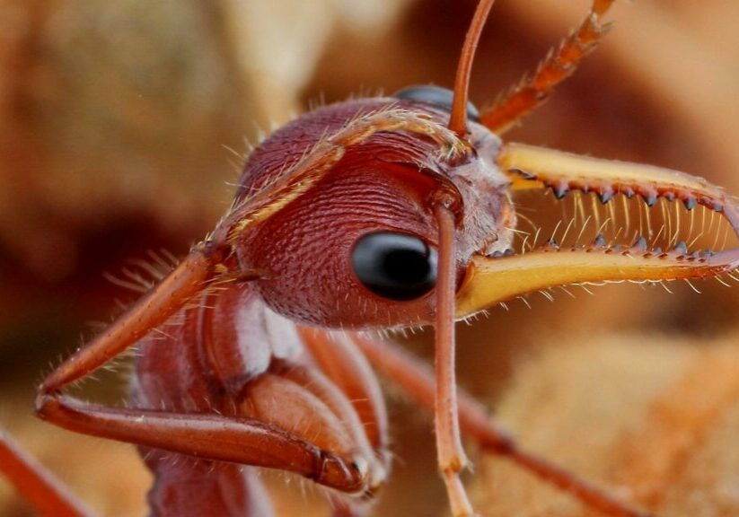 head of an ant