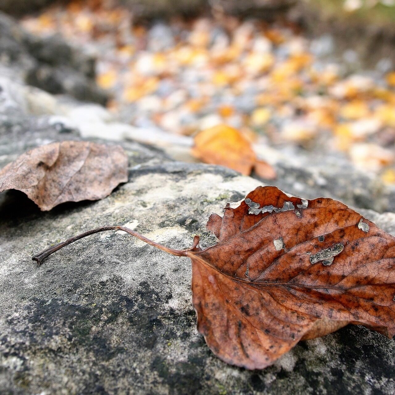 leaf, water, rocks, nature