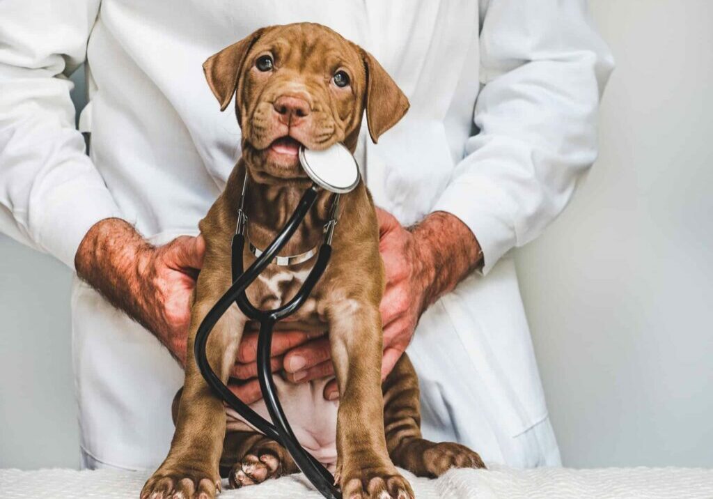 pet-protection